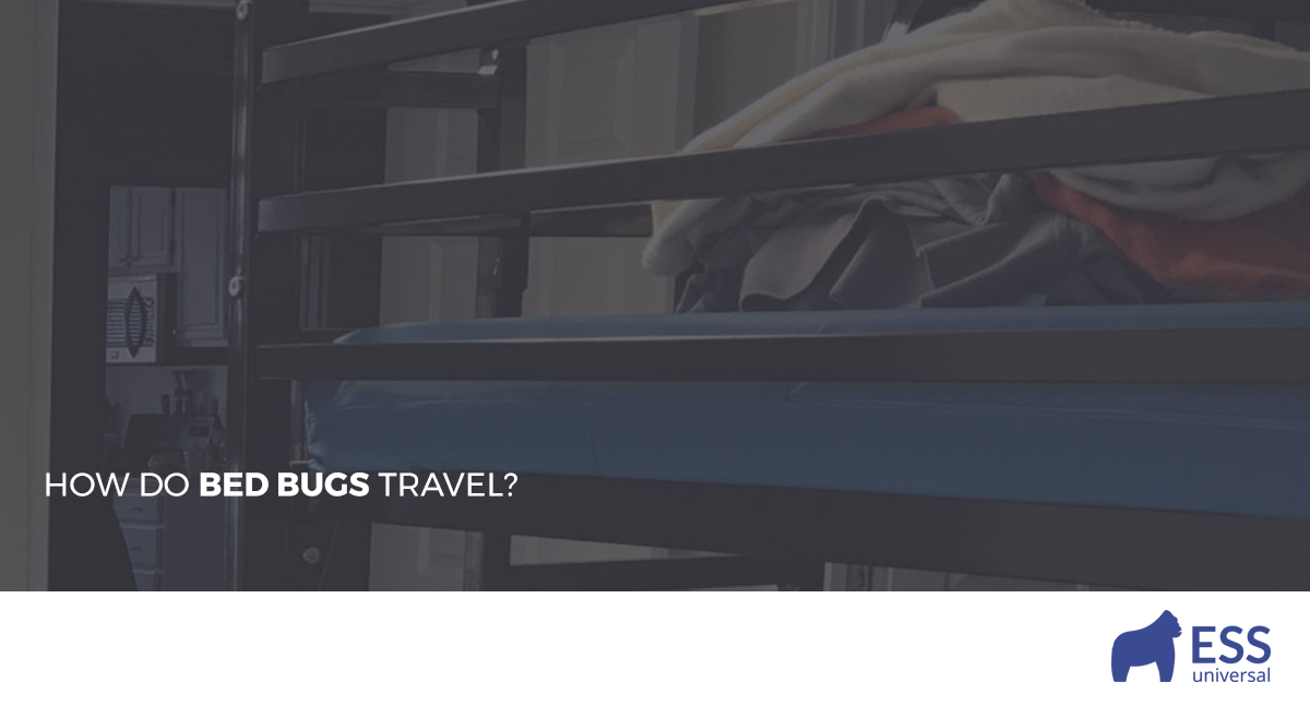 How Do Bed Bugs Travel? | ESS Universal