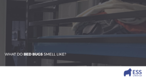 What Do Bed Bugs Smell Like?
